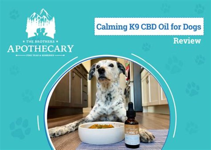 Reasons Why You Should Give CBD Oil for Dogs